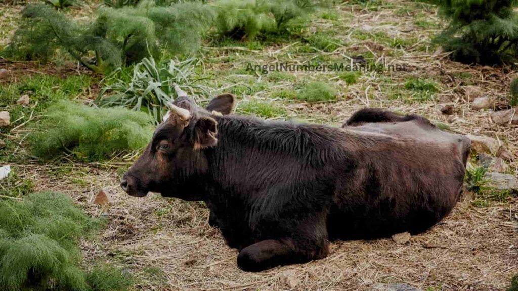 Dreaming of Bulls