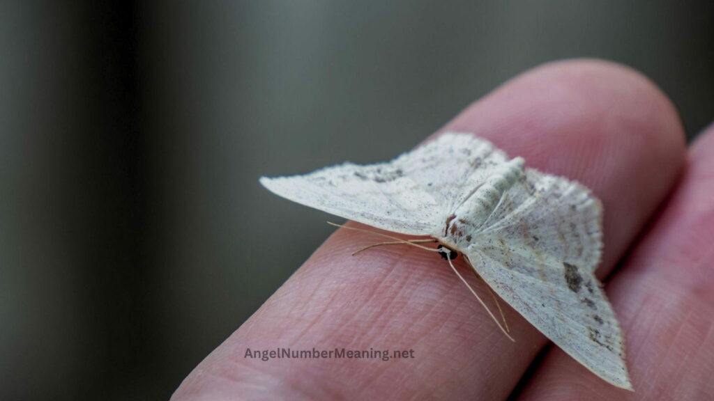 Spiritual Meaning of a White Moth - You Should Know!