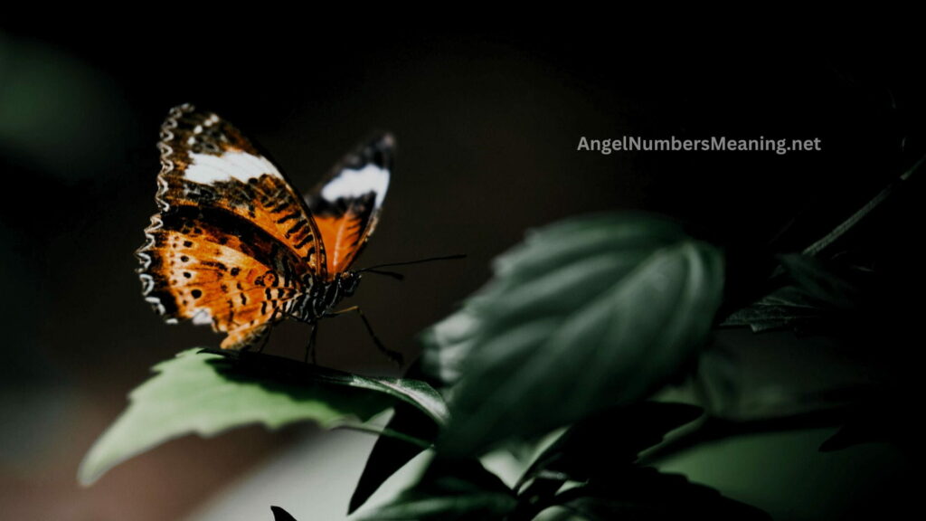 Spiritual Meaning of Black and Yellow Butterfly