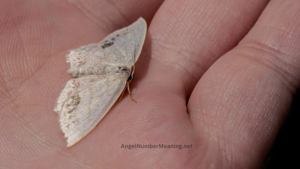 Spiritual Meaning of a White Moth - You Should Know!