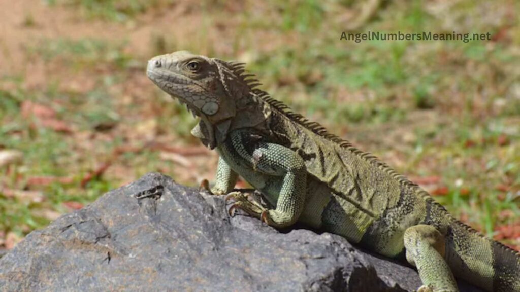 Biblical Meaning of Iguana in Dreams