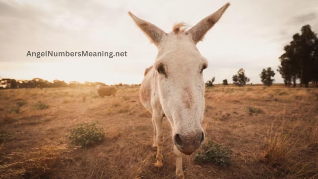 Donkey Dream Meaning