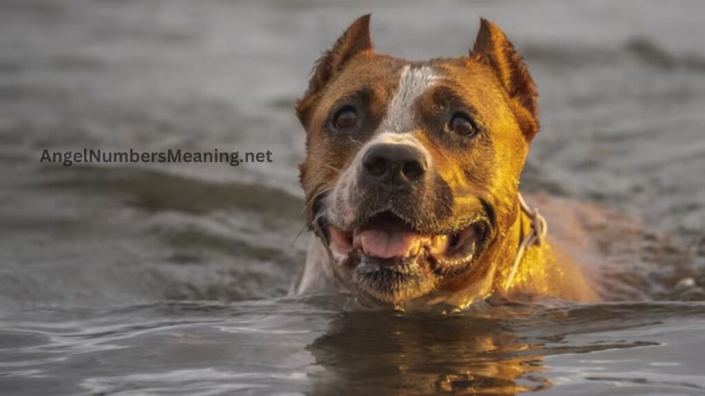 Saving Drowning Dog Dream Meaning