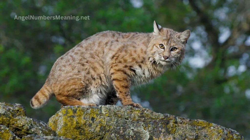 The Biblical Meaning of a Bobcat in a Dream