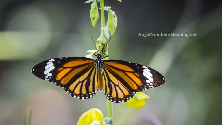 Spiritual Meaning of Black and Yellow Butterfly