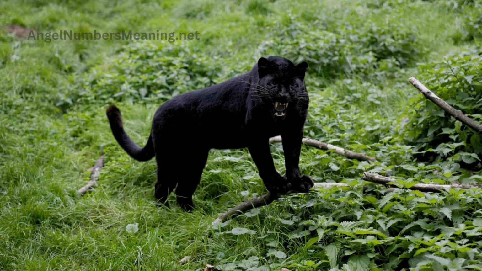 Black Panther Dream Discover Its Meaning and Significance Prosperous Venture