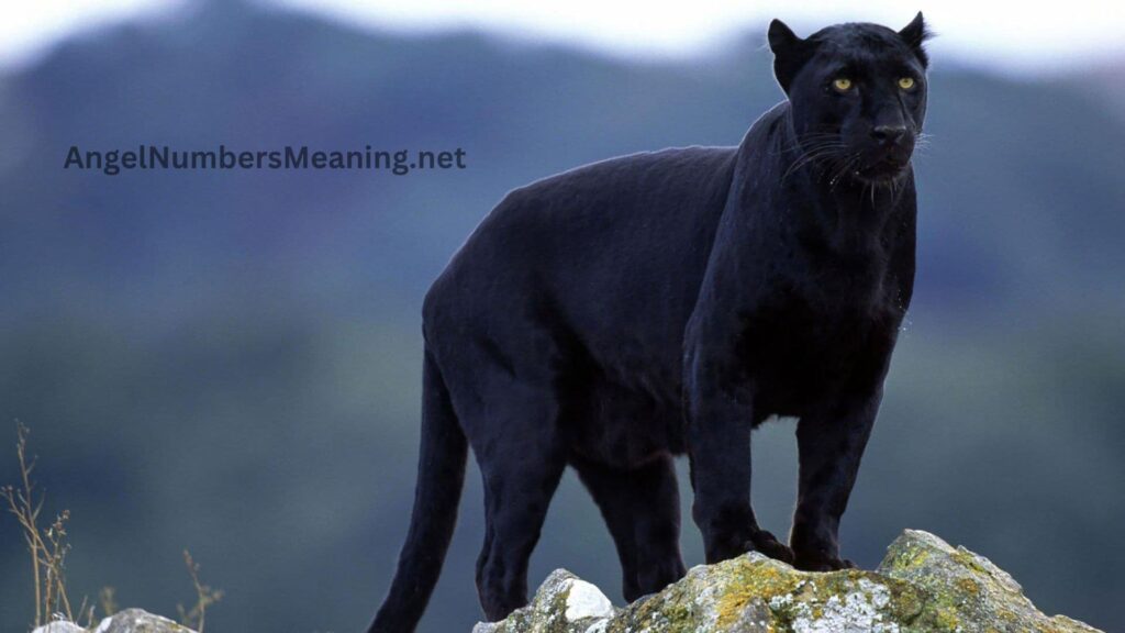 Black Panther Dream