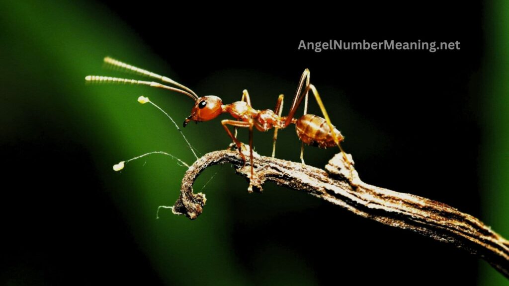 Spiritual Meaning of Dream with Ants