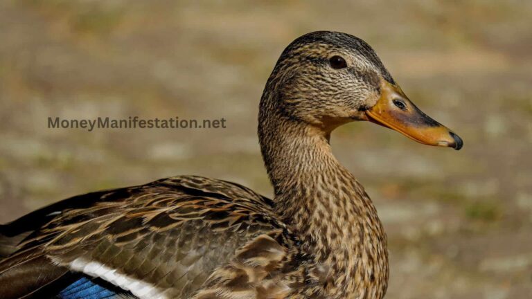 Biblical Meaning of Duck in Dreams