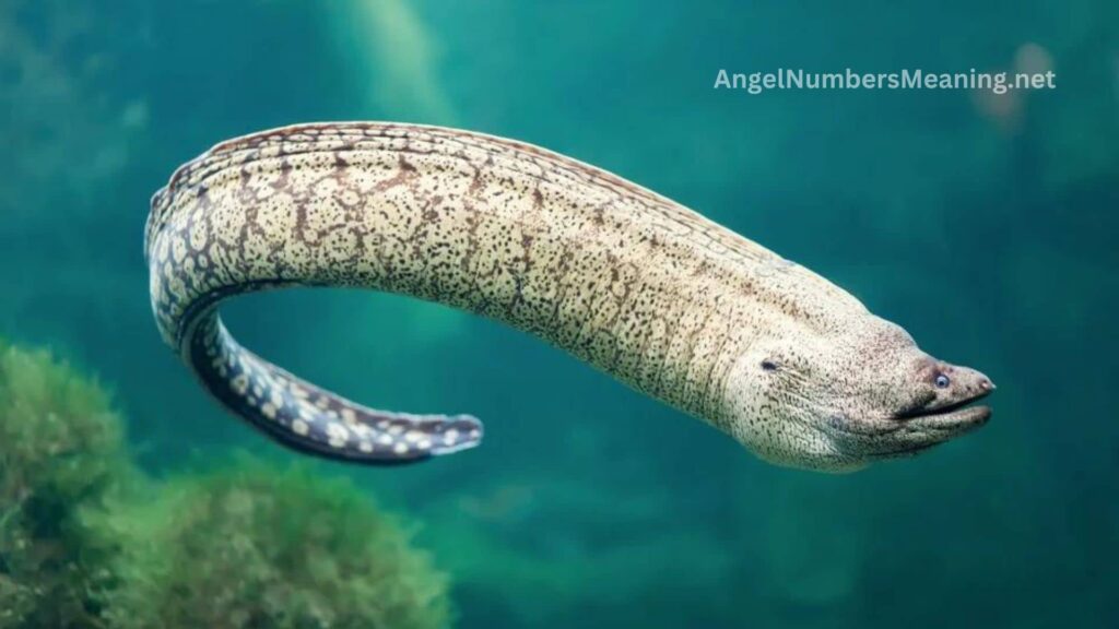 Biblical Meaning of Eel in Dream