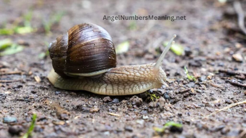 Meaning of Picking Plenty Snails in the Dream