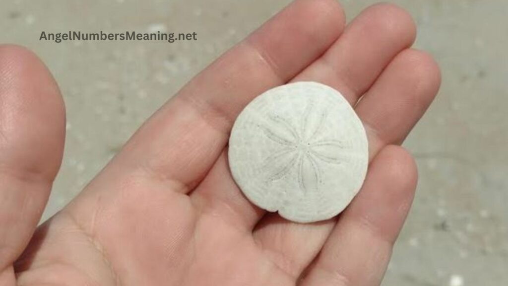 Symbolism of Sand Dollar in Dreams