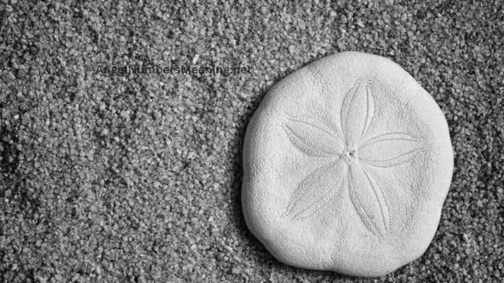 Symbolism of Sand Dollar in Dreams