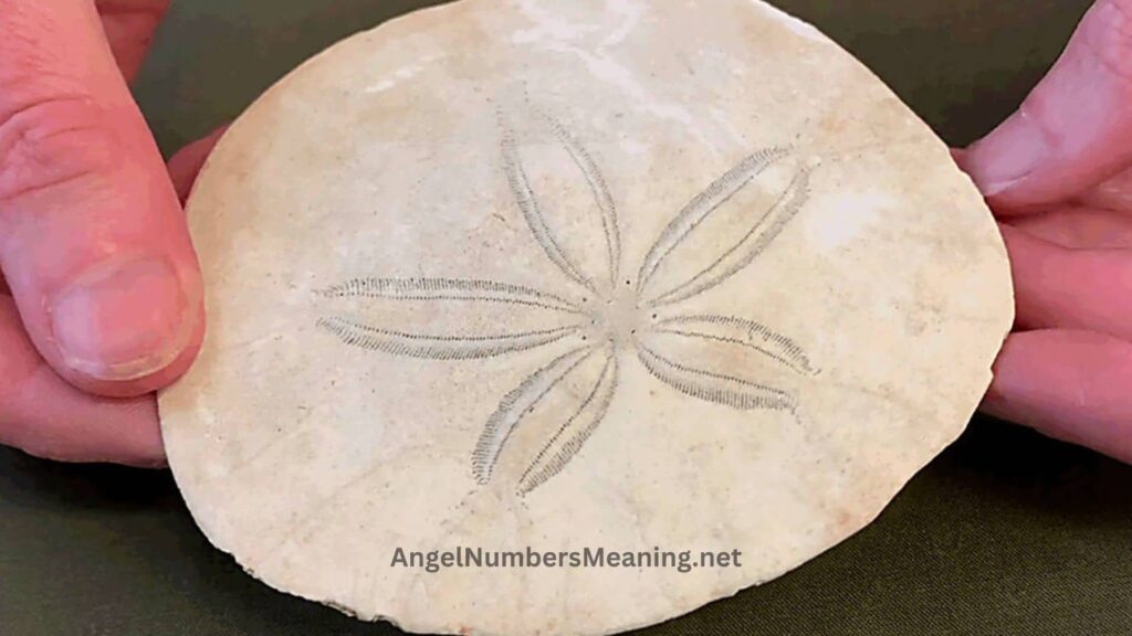 Symbolism of Sand Dollar in Dreams